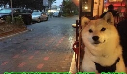 狗狗最新爆料文案短句图片,最新爆料短句图片背后的故事